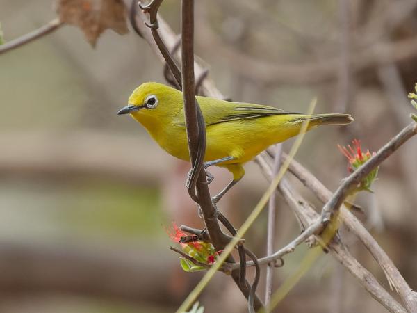 <h3><a href="/trips/gambia/biota/animalia/chordata/aves/040 passeriformes/093 zosteropidae/zosterops senegalensis/zosterops senegalensis-nl.html">Zosterops&nbsp;senegalensis</a> / African&nbsp;yellow&nbsp;white‑eye / Afrikaanse&nbsp;brilvogel</h3>OM-1 Mark II met OLYMPUS M.150-400mm F4.5, 1/2000 sec  bij F4.5, ISO 5000, afstand 7.88&nbsp;m